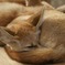 睡眠は大事です