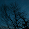 tree in the sky
