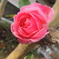DSCN2194