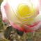 DSCN2176