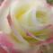 DSCN2173