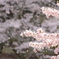 桜散る