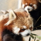 レッサーパンダ
