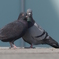鳩