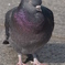 鳩