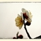DSC_8809_1_014_1