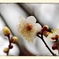 DSC_8865_1_024_1