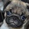 cute dog