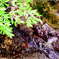 a small stream