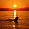流木の夕日