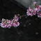 川桜と花弁