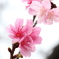 灰桜紅桜