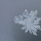 -14℃の花