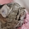 おやすみ
