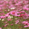 秋桜