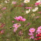 秋桜
