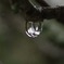 雨の日の雫