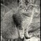 Cat!