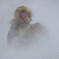 Snowy Monkey