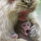 Mother and Baby