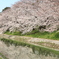 岡崎　桜
