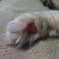 にくきゅう