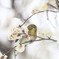 雪まみれだよｗ