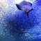 京都水族館