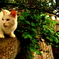 猫と石橋
