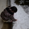 雪、冷たい？
