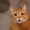 猫カフェ「クラウドナイン」の猫