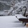 雪の平和の森公園２