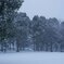 雪の平和の森公園３