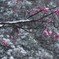 雪の平和の森公園５