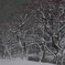 雪の平和の森公園７