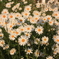 この花の名前はなんていうんだっけ？
