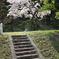 石段　と　桜