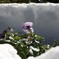 140209 【東京雪まつり】 花