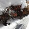 140209 【東京雪まつり】 降ってすぐ雪解け