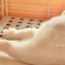 びよーーーーーーーーーーん♪