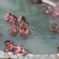 2014.02.09 湯の川温泉いい湯だな(1)