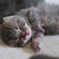 あ～眠い