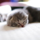 ZZZ・・・
