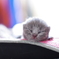 ZZZ・・・・・・