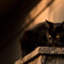 番猫