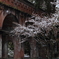 白桜のよう