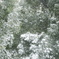 green×snow