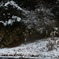 強風　大雪の朝