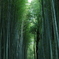 MIDORI