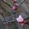 春の香り